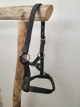 Fölgrimma