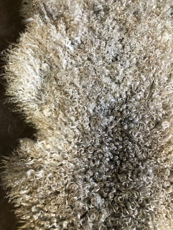 Gotland curly sheepskin