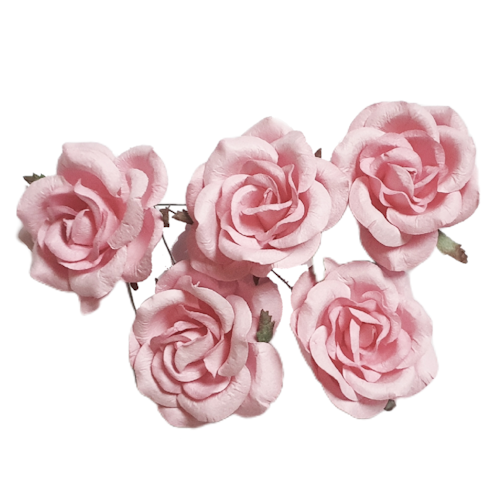 Cottage roses - Rosa, 5-pack, 6 cm