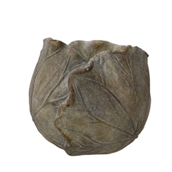Cementkruka - Brassica (finns i 2 storlekar)