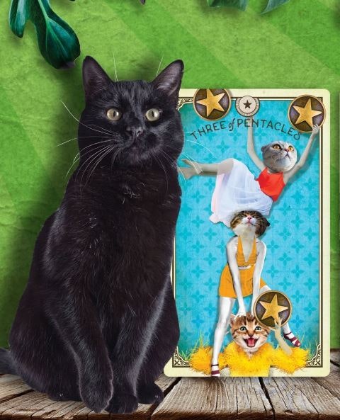 The Tarot of Curious Creatures  (Engelsk)