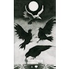 Murder of Crows Tarot (boxed) (Engelsk)