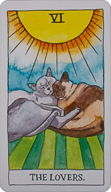 Cat Tarot (Engelsk)