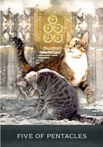 Grimalkin's Curious Cats Tarot (Engelsk) NYHET