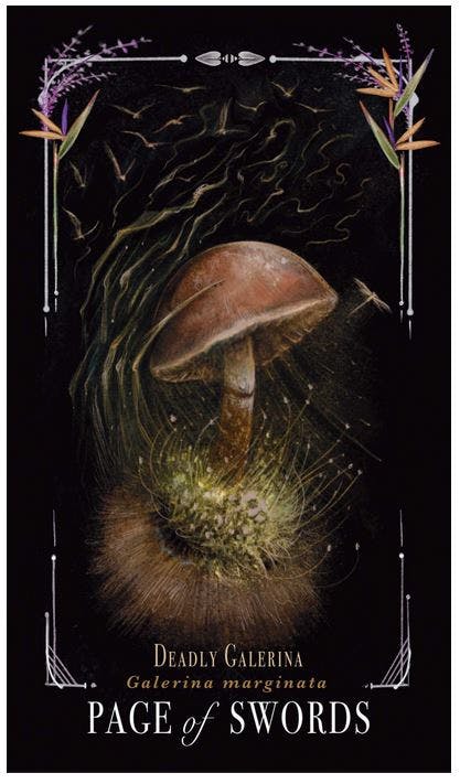 The Mushroom Tarot Deck (Engelsk) NYHET