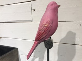 Sångfågel