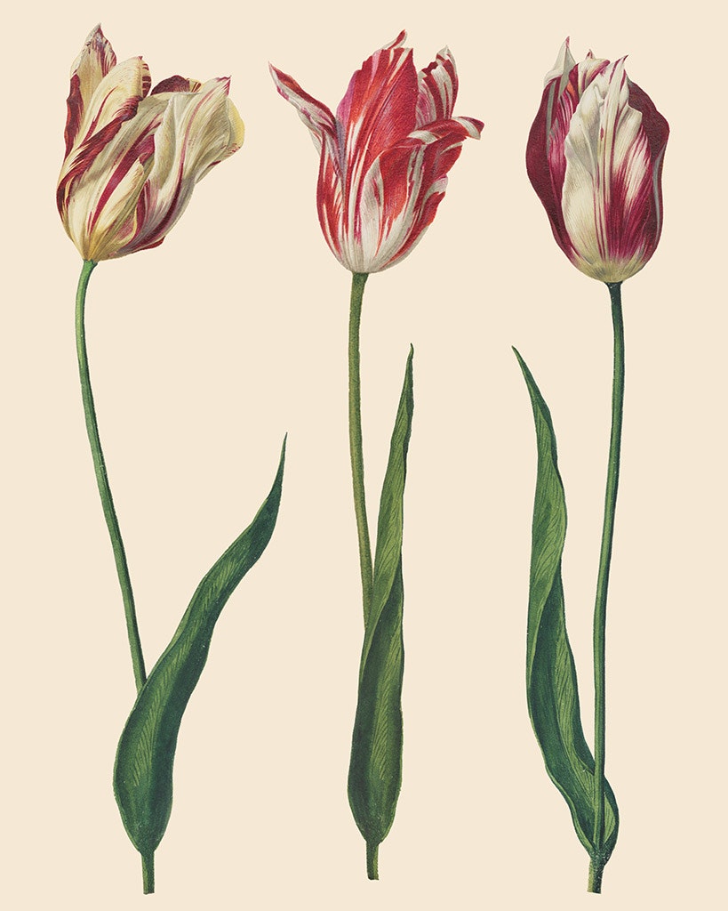 Decoupagepapper Tulips