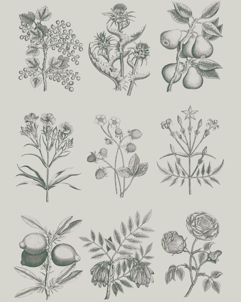 Decoupagepapper Botanical Drawings