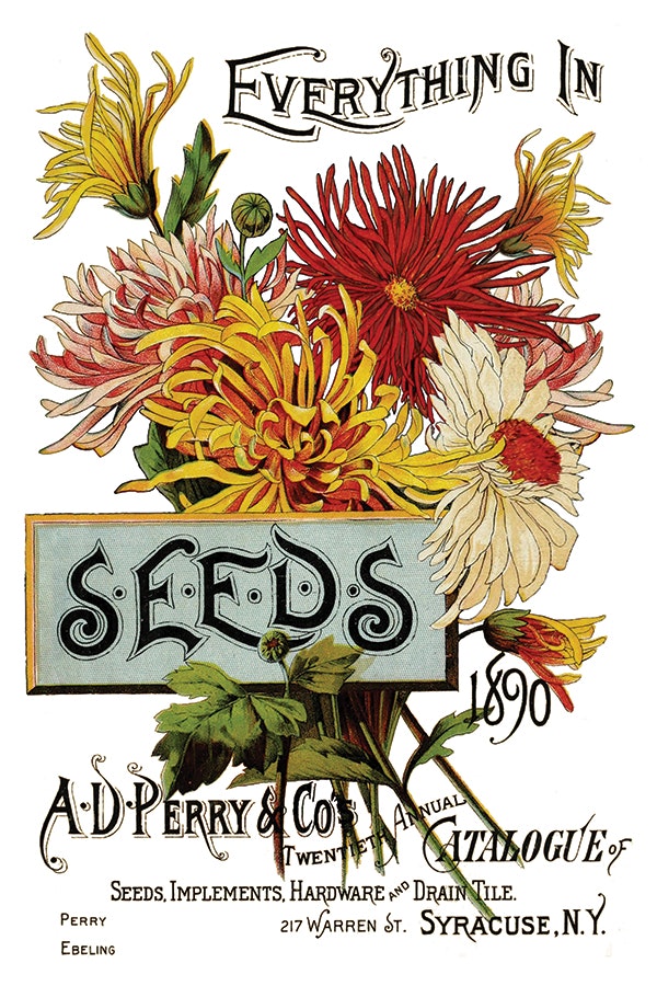 IOD Transfer Seed Catalouge