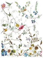 IOD Transfer Lost Garden