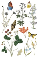 IOD Transfer Wild Bloemen