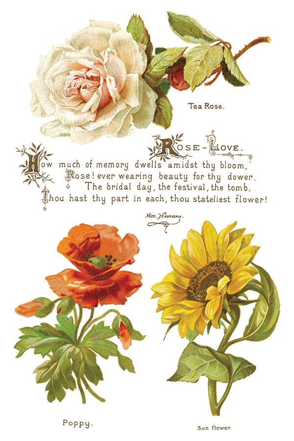 IOD Transfer Lover of Flowers