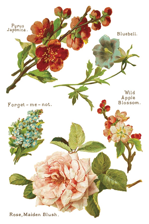 IOD Transfer Lover of Flowers