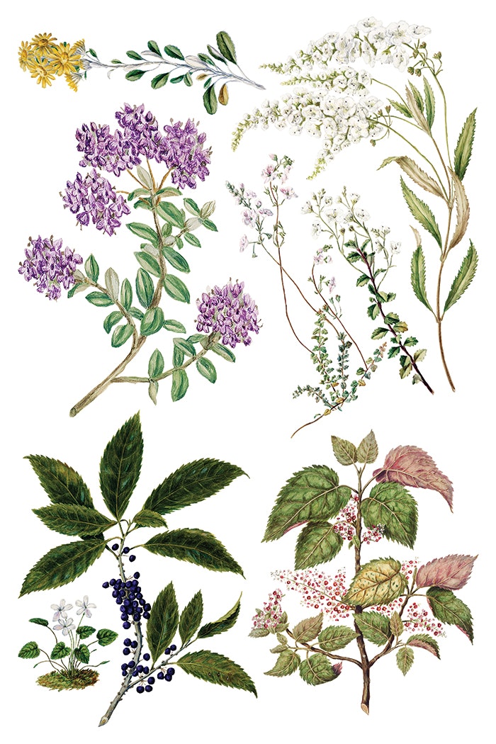 IOD Transfer Sarah Featon's Botanicals
