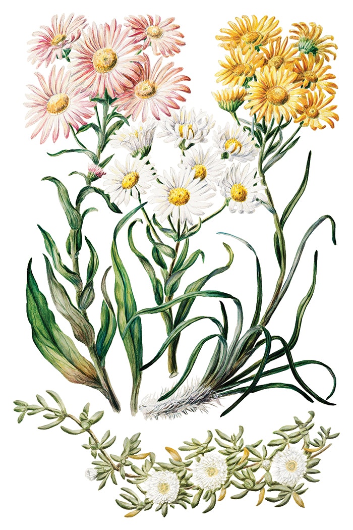 IOD Transfer Sarah Featon's Botanicals