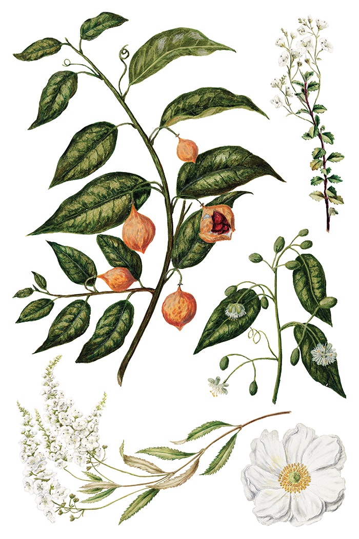 IOD Transfer Sarah Featon's Botanicals
