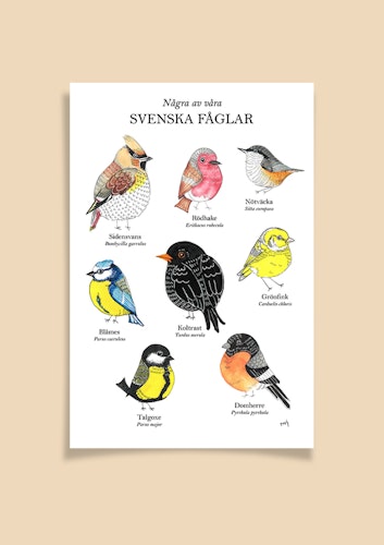 Svenska Fåglar