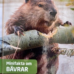 Minifakta om bävrar