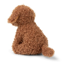 Labdradoodle hund
