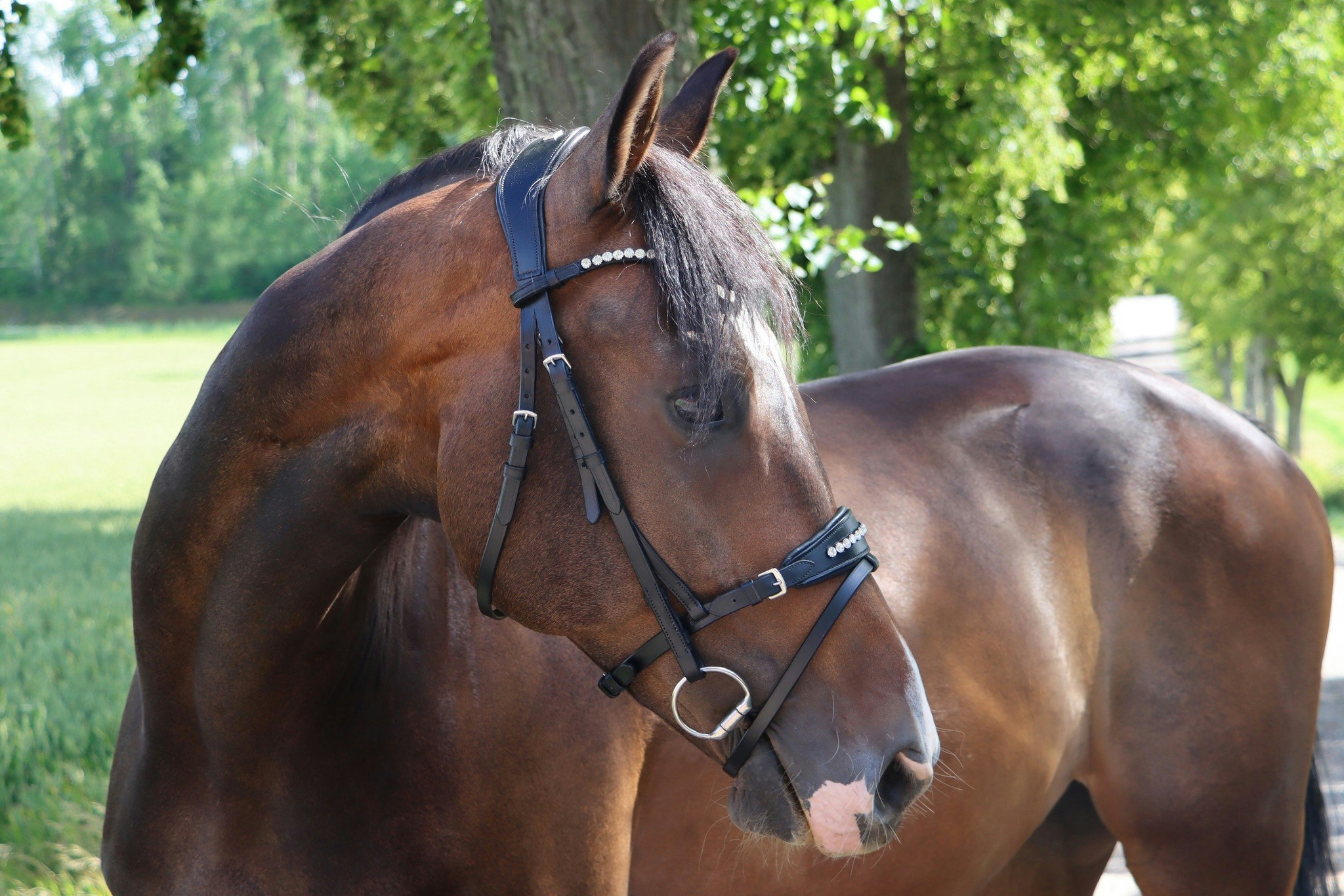 DIVOYH Aachen Silver