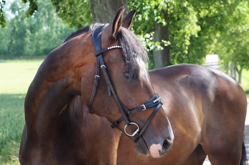 DIVOYH Aachen Silver