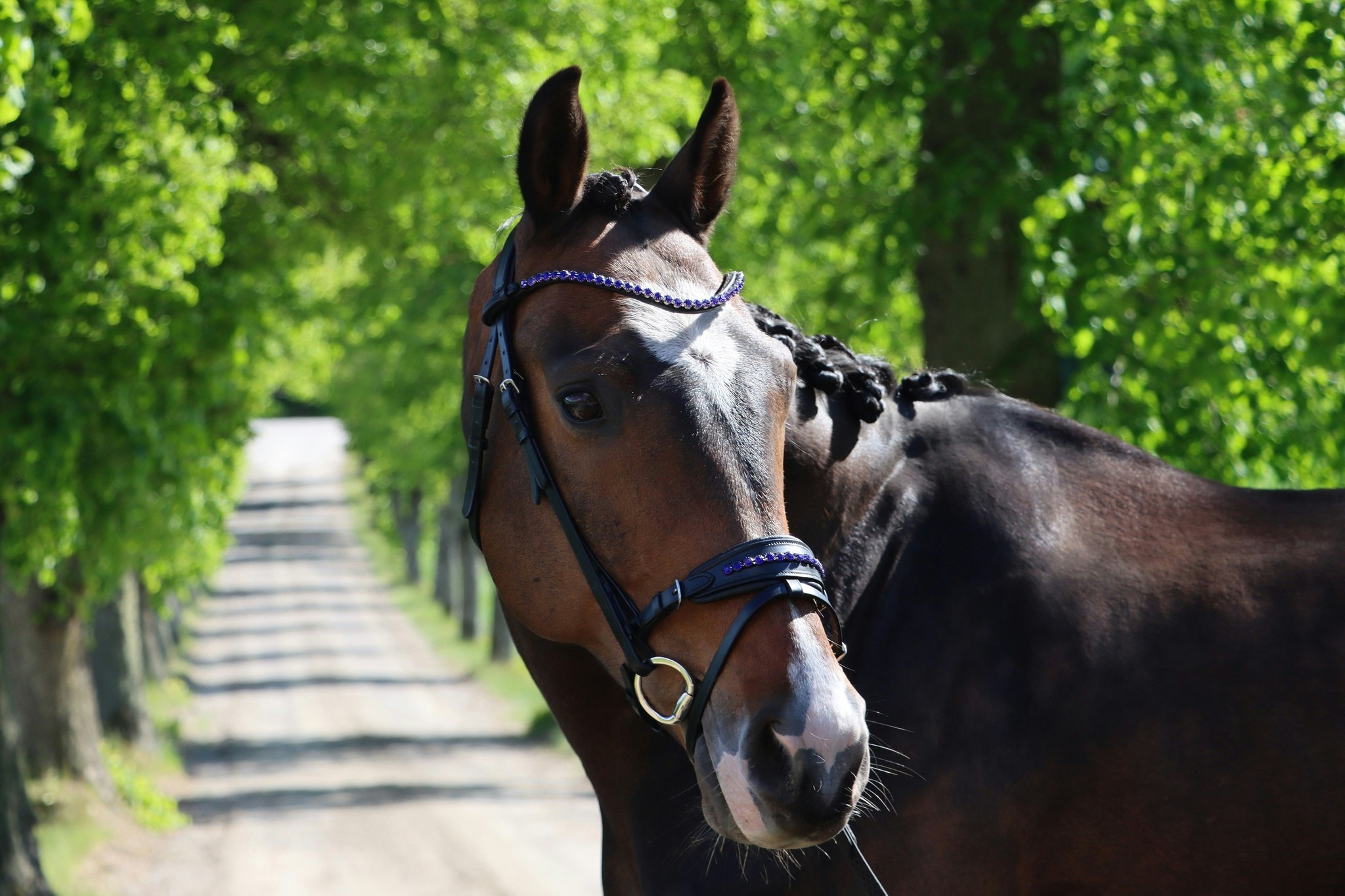 DIVOYH Aachen Blue