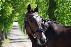 DIVOYH Aachen Blue
