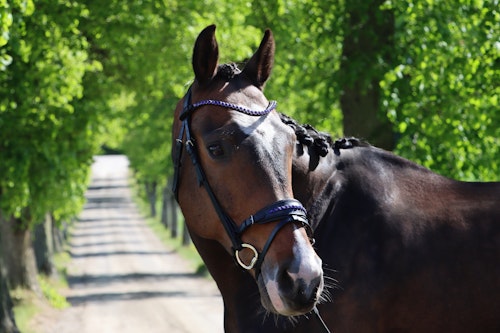 DIVOYH Aachen Blue