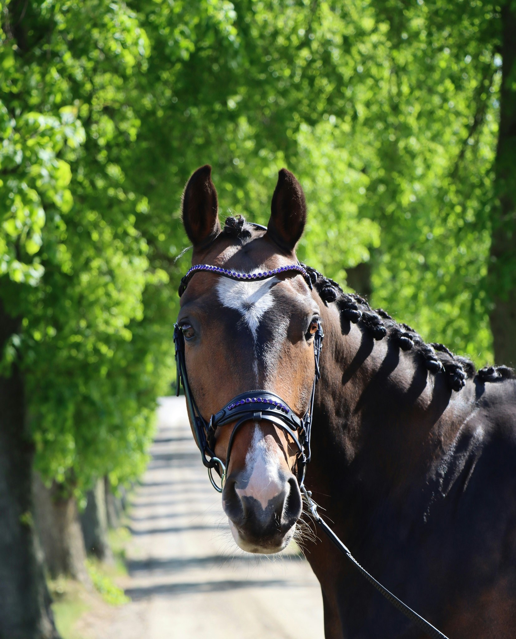 DIVOYH Aachen Blue