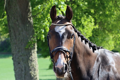 DIVOYH Aachen Gold
