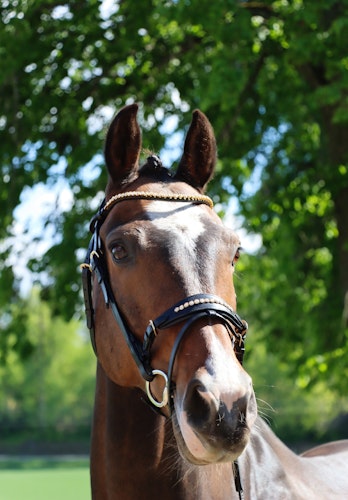 DIVOYH Aachen Gold