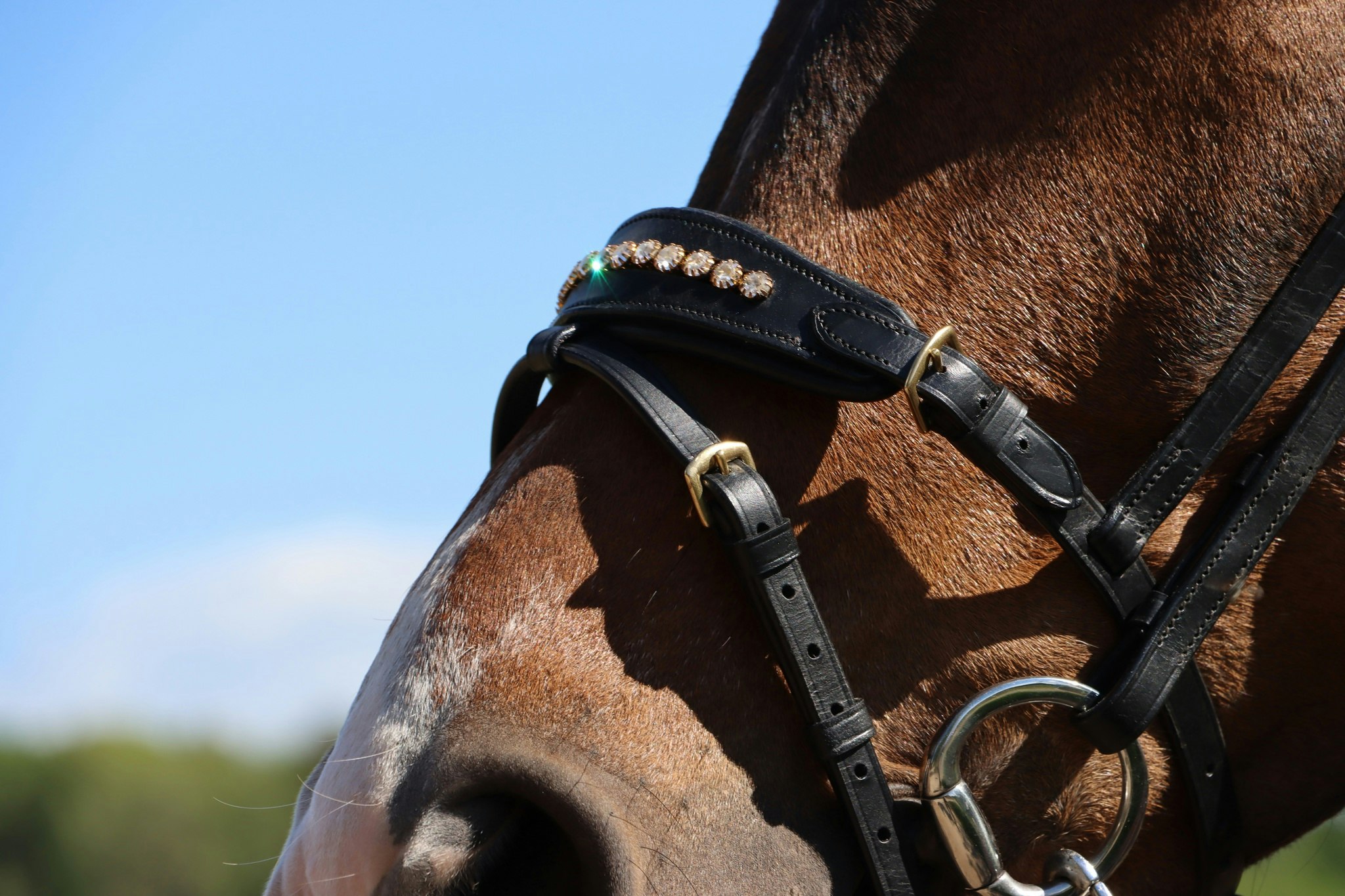 DIVOYH Aachen Gold