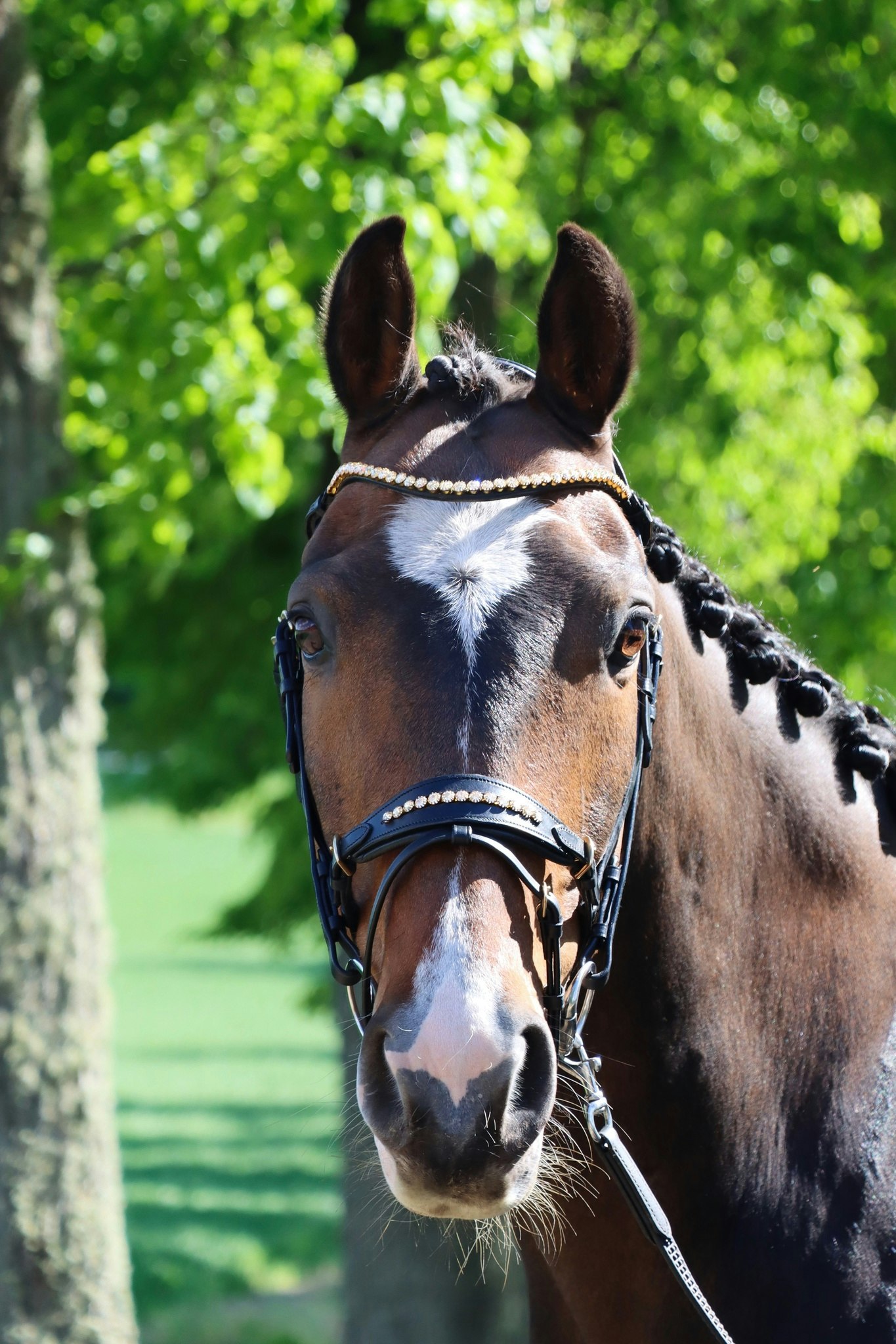 DIVOYH Aachen Gold