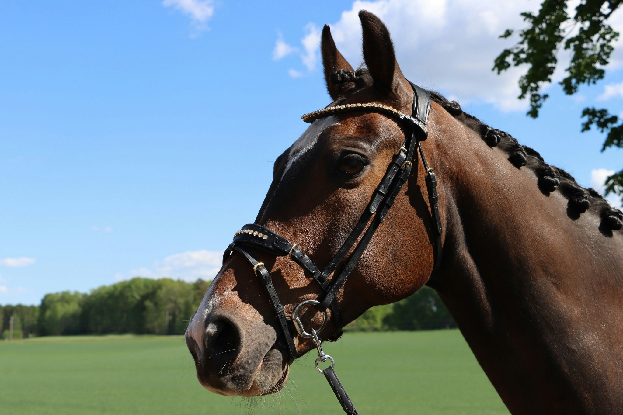 DIVOYH Aachen Gold