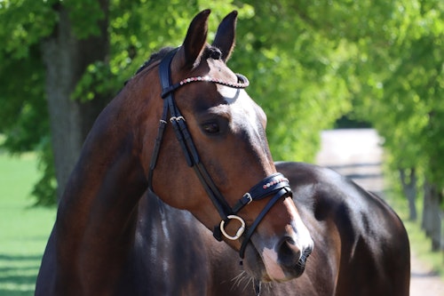 DIVOYH Aachen Pink