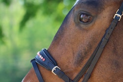 DIVOYH Aachen Pink