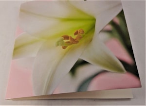 Fyrkantigt grattiskort med vit blomma, utan text