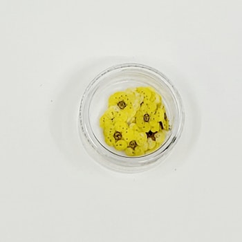 Driep flowers yellow color for nailart 20 pcs