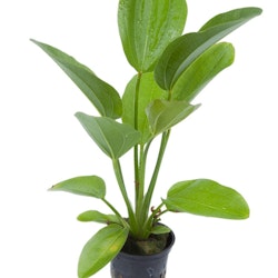 Echinodorus Aquartica (Svärdplanta)