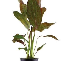 Echinodorus Ozelot (Svärdplanta)