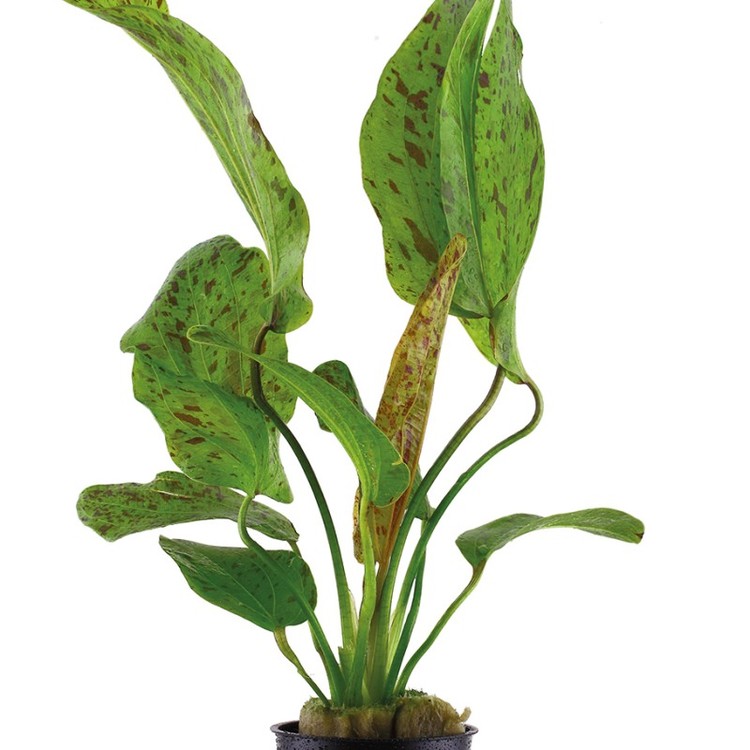 Echinodorus Ozelot Green (Svärdplanta)