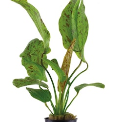 Echinodorus Ozelot Green (Svärdplanta)