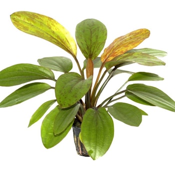 Echinodorus Rosé (Svärdplanta)