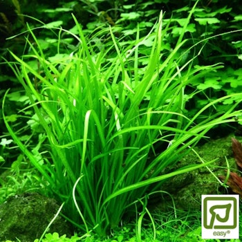 Helanthium tenellum Green
