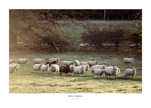 Sheep meeting