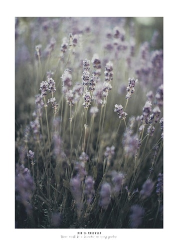 There must be a lavender in every garden...