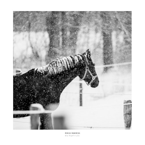 Horse dressed in snow