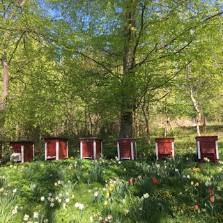 Andelsbiodling-Bosjökloster 2024