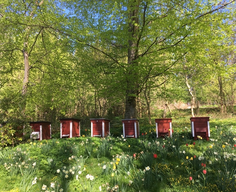 Andelsbiodling-Bosjökloster 2025