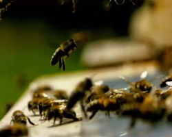Andel i biodling - honungsskörd 2024